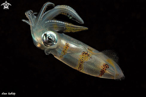 A Sepioteuthis lessoniana | squid