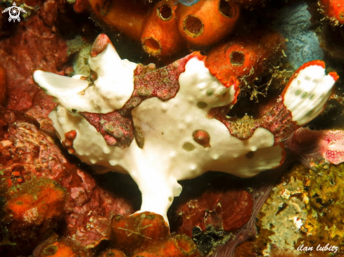 A Antennarius maculatus | frogfish