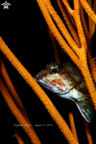 A Scorpionfish