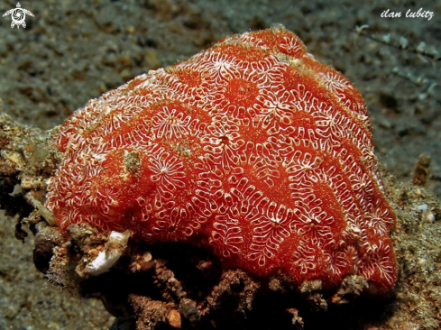 A Botryllus schlosseri | Tunicates-Ascidian  