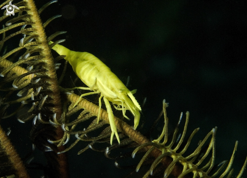 A crinoid shimp