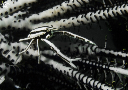 A crinoid shimp