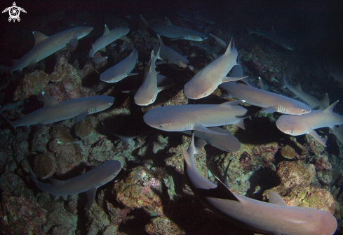 A white tip shark