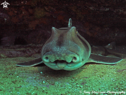 A Port Jackson Shark