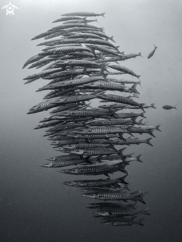 A Sphyraena qenie | Chevron Barracuda