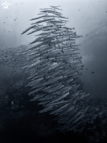 A Sphyraena qenie | Cup Coral