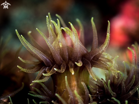 A Cup Coral