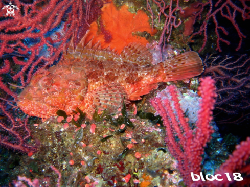 A Scorpaena scrofa | Large-scaled scorpionfish