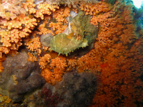 A Common octopus