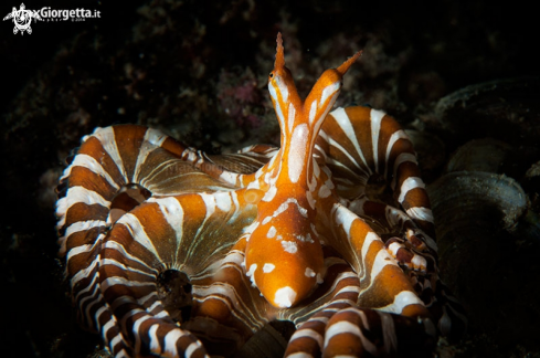 A Wunderpus photogenic