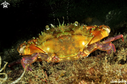 A Charybdis natator | crab