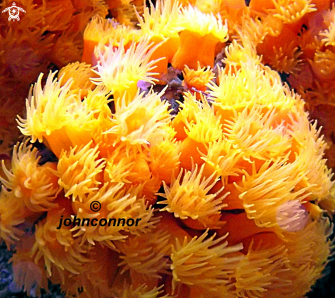 A corail jaune