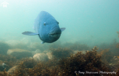 A Blue groper (Eastern blue wrasse)