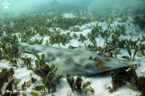 A Eastern Shovelnose Ray