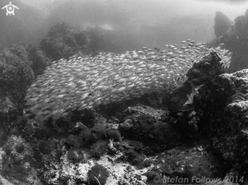 A Selaroides leptolepis | Smoothtailed Trevally