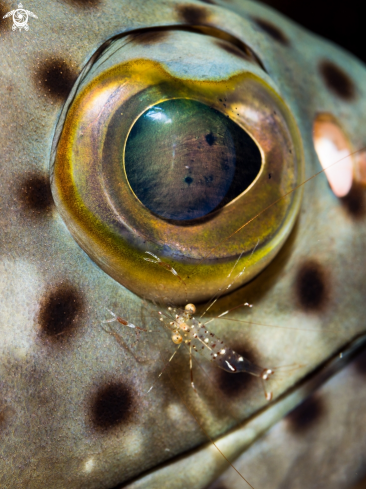 A Epinephelus corallicola & Urocaridella sp. | Coral Grouper & Cleaner Shrimp