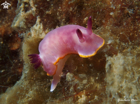 A Felimida purpurea