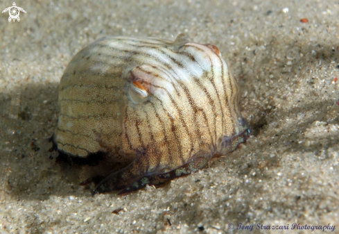 A Striped Pyjama Squid