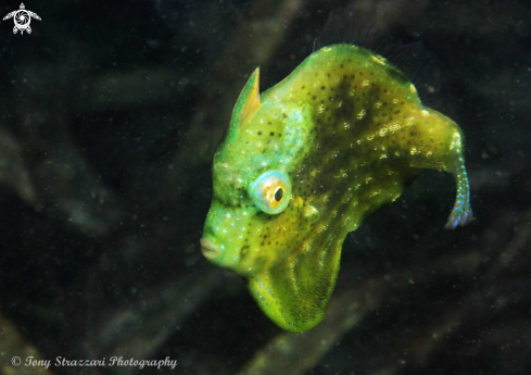 A Pygmy leatherjacket