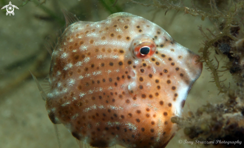 A Pygmy leatherjacket