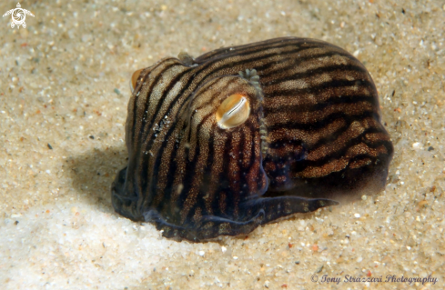 A Striped Pyjama Squid