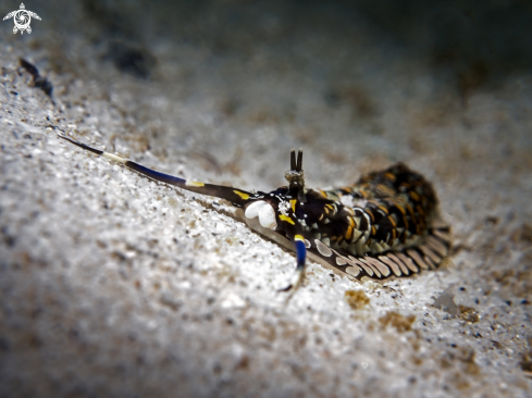 A Nudibranch