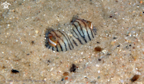 A Striped Pyjama Squid