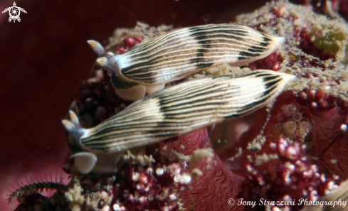 A Cauliflower Dermatobranchus