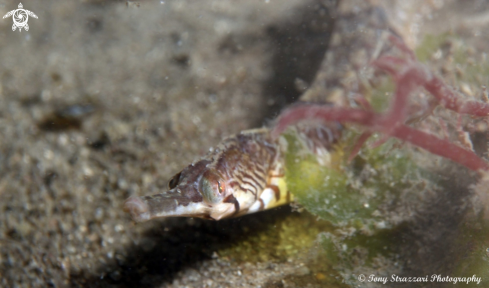 A Tiger pipefish