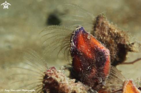 A Goose barnacle