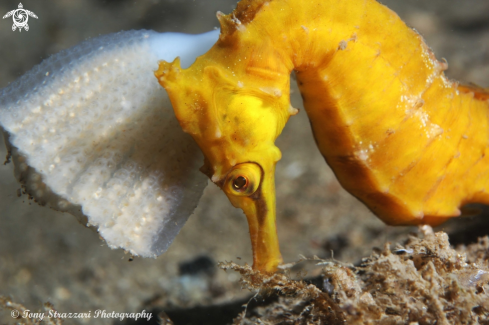 A White's seahorse