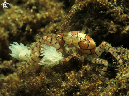 A Lybia tessellata | crab