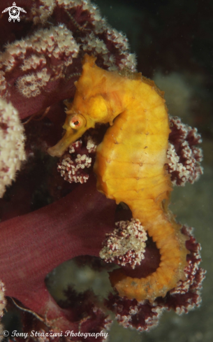 A White's seahorse