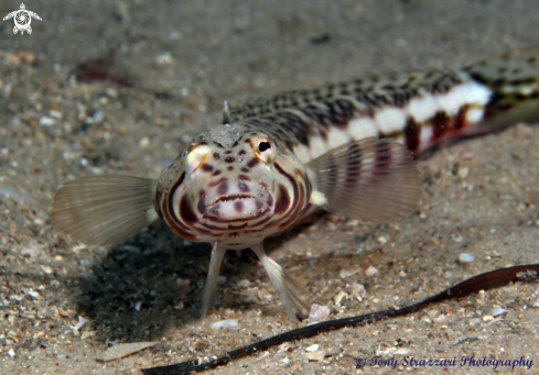 A White Streaked Grubfish