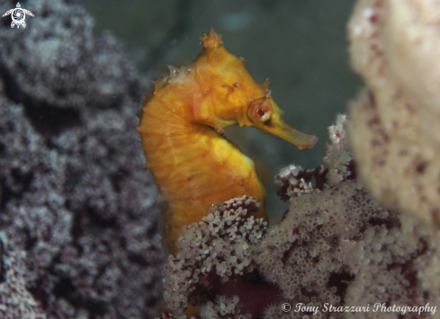 A White's seahorse