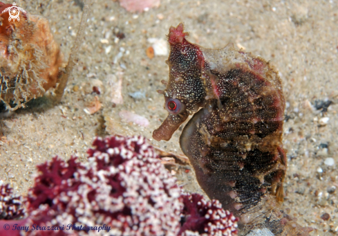 A White's seahorse