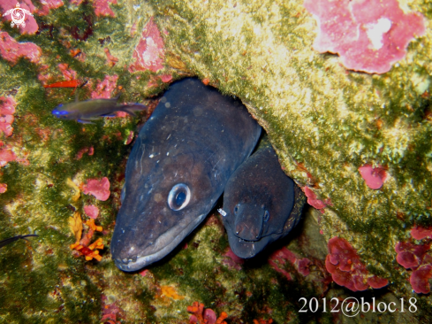 A conger conger and muraena helena | conger eel and moray eel