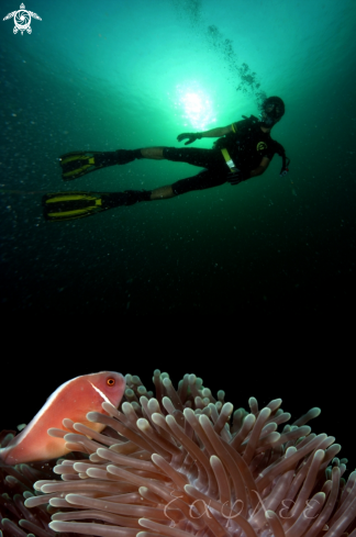 A Amphiprion perideraion | Pink skunk clownfish