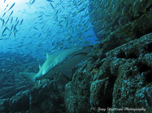 A Grey Nurse Shark (Sand Tiger, Ragged Tooth)