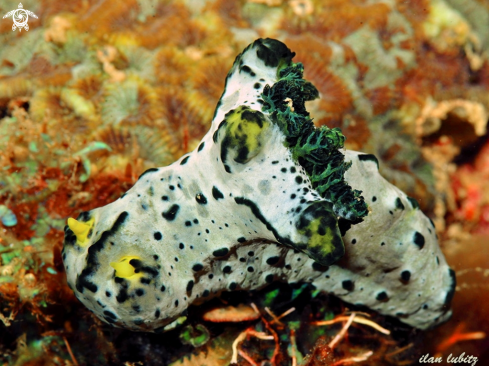 A Notodoris serenae | nudibranch