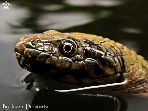 A Vodena zmija Ribarica / Water snake - Dice snake.