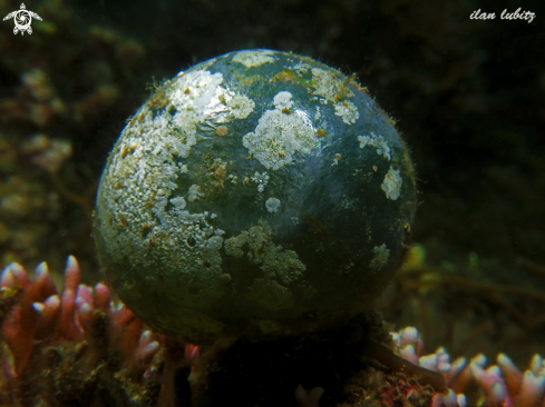 A Ventricaria ventricosa | algae