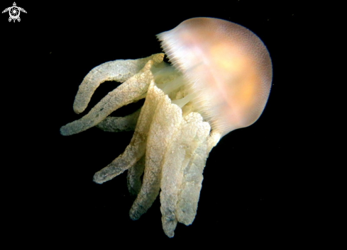 A Sea Blubber Jellyfish