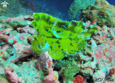 A Taenianotus triacanthus | Leafy Scorpionfish