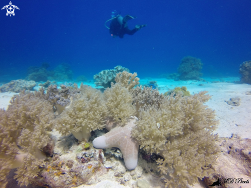 A Sea Star