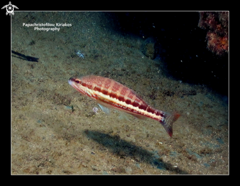 A serranus cabrilla | Marathopoli-Messinia-Greece