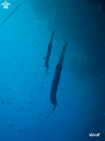A Fistularia commersonii | reef cornetfish
