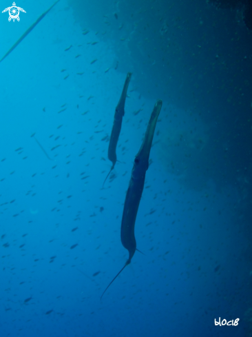 A reef cornetfish