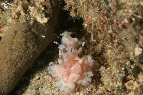 A Hymenocera elegans | Harlequin shrimp
