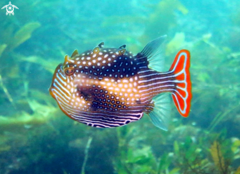 A Ornate Cowfish (male)